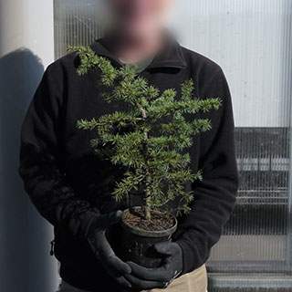 arbre de noel - cedre de l-atlas en pot 1l